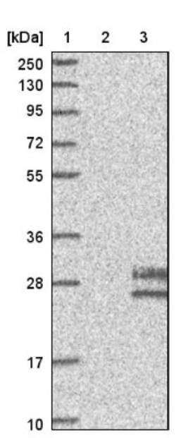 FGF-4 Antibody, Novus Biologicals:Antibodies:Primary Antibodies