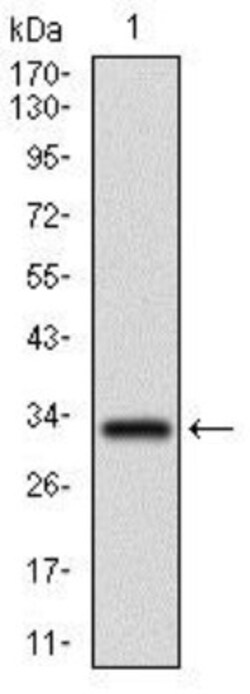 FGF-4 Antibody (3A12G9) - BSA Free, Novus Biologicals:Antibodies:Primary