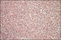 FGF basic/FGF2/bFGF Antibody, Novus Biologicals 0.1 mL | Buy Online | Novus Biologicals | Fisher Scientific