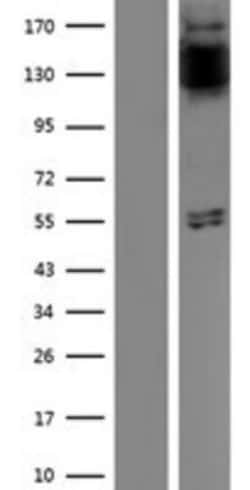 Novus Biologicals&trade;&nbsp;FGFR1 Overexpression Lysate
