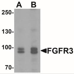 FGFR3 Antibody - BSA Free, Novus Biologicals:Antibodies:Primary Antibodies