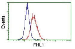 FHL1 Antibody (OTI3G7), Novus Biologicals 0.1mL; Unlabeled:Antibodies,