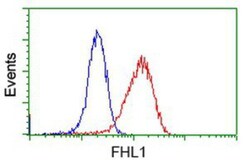 FHL1 Antibody (OTI3G7), Novus Biologicals 0.1mL; Unlabeled:Antibodies,