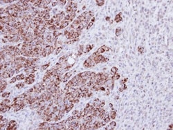 FHL2 Antibody, Novus Biologicals 0.1mL; Unlabeled:Antibodies, Polyclonal
