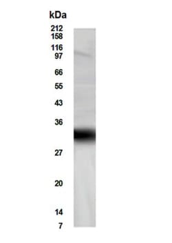 FHL5 Antibody - BSA Free, Novus Biologicals 0.025 mg; Unconjugated:Antibodies,