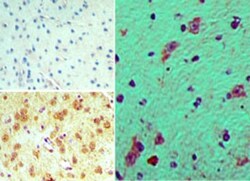 FHOD3 Antibody, Novus Biologicals 100ug; Unlabeled:Antibodies, Polyclonal