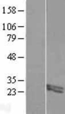 Novus Biologicals™ FIBIN Overexpression Lysate