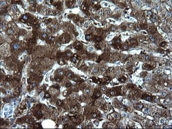 Fibrinogen gamma chain Antibody (OTI2D2), Novus Biologicals 0.1mL; Unlabeled:Antibodies,