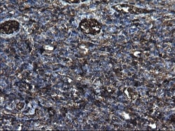 Fibrinogen gamma chain Antibody (OTI2D2), Novus Biologicals 0.1mL; Unlabeled:Antibodies,