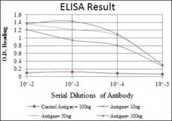 Fibrinogen gamma chain Antibody (5A6), Novus Biologicals:Antibodies:Primary