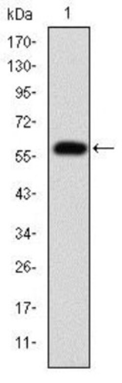 Fibrinogen gamma chain Antibody (5A6), Novus Biologicals:Antibodies:Primary