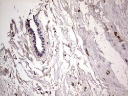 Fibronectin Antibody (OTI5C1), Novus Biologicals 0.1mL; Unlabeled:Antibodies,