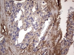 Fibronectin Antibody (OTI5C1), Novus Biologicals 0.1mL; Unlabeled:Antibodies,