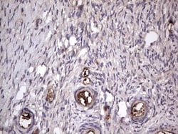 Fibronectin Antibody (OTI5C1), Novus Biologicals 0.1mL; Unlabeled:Antibodies,