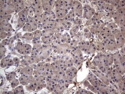 Fibronectin Antibody (OTI5C1), Novus Biologicals 0.1mL; Unlabeled:Antibodies,