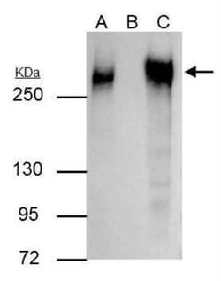 Fibronectin Antibody, Novus Biologicals 0.1mg; Unlabeled:Antibodies, Polyclonal