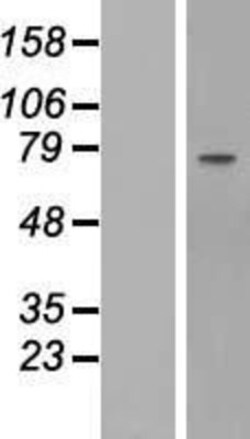 Novus Biologicals&trade;&nbsp;Fibulin 1 Overexpression Lysate