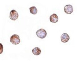 Fibulin-3/EFEMP1 Antibody - BSA Free, Novus Biologicals:Antibodies:Primary