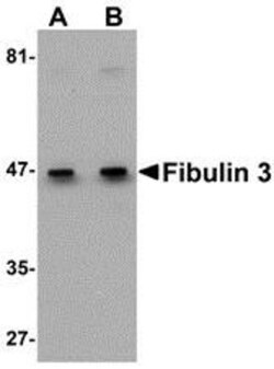Fibulin-3/EFEMP1 Antibody - BSA Free, Novus Biologicals 0.025 mg, Unconjugated:Antibodies,