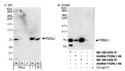 FIGNL1 Antibody, Novus Biologicals 0.1mg; Unlabeled:Antibodies, Polyclonal