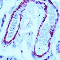 Filamin Antibody (FLMN01 (PM6/317)), Novus Biologicals 0.5mL; Unlabeled:Antibodies,
