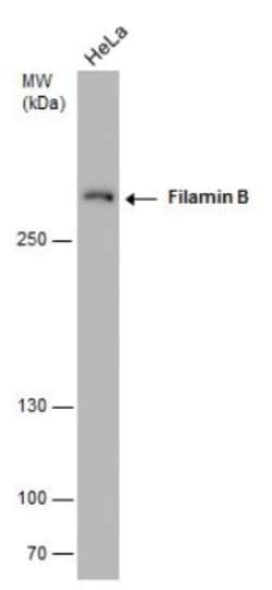 Filamin B Antibody (1372), Novus Biologicals 0.1mL; Unlabeled:Antibodies,