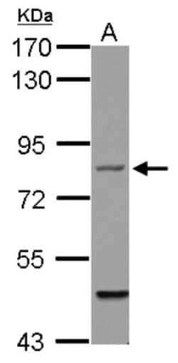 Filensin Antibody, Novus Biologicals 0.1mL; Unlabeled:Antibodies, Polyclonal