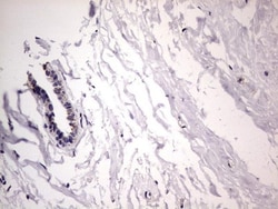 Filensin Antibody (OTI2B2), Novus Biologicals 0.1mL; Unlabeled:Antibodies,