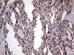 Filensin Antibody (OTI2B2), Novus Biologicals 0.1mL; Unlabeled:Antibodies,