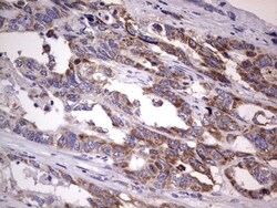 Filensin Antibody (OTI2B2), Novus Biologicals 0.1mL; Unlabeled:Antibodies,
