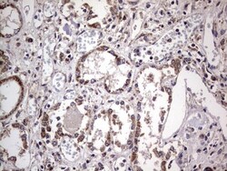 Filensin Antibody (OTI2B2), Novus Biologicals 0.1mL; Unlabeled:Antibodies,