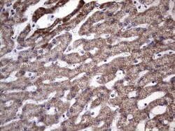 Filensin Antibody (OTI2B2), Novus Biologicals 0.1mL; Unlabeled:Antibodies,