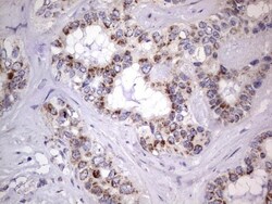 Filensin Antibody (OTI2B2), Novus Biologicals 0.1mL; Unlabeled:Antibodies,