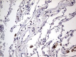 Filensin Antibody (OTI2B2), Novus Biologicals 0.1mL; Unlabeled:Antibodies,