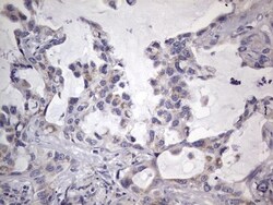 Filensin Antibody (OTI2B2), Novus Biologicals 0.1mL; Unlabeled:Antibodies,