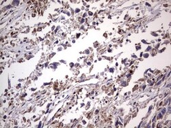 Filensin Antibody (OTI2B2), Novus Biologicals 0.1mL; Unlabeled:Antibodies,