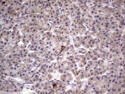 Filensin Antibody (OTI2B2), Novus Biologicals 0.1mL; Unlabeled:Antibodies,