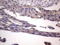 Filensin Antibody (OTI2B2), Novus Biologicals 0.1mL; Unlabeled:Antibodies,