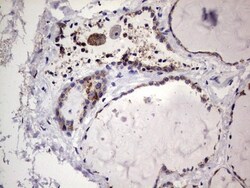Filensin Antibody (OTI2B2), Novus Biologicals 0.1mL; Unlabeled:Antibodies,