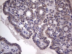 Filensin Antibody (OTI2B2), Novus Biologicals 0.1mL; Unlabeled:Antibodies,