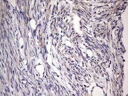 Filensin Antibody (OTI2B2), Novus Biologicals 0.1mL; Unlabeled:Antibodies,