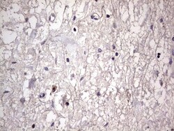 Filensin Antibody (OTI2B2), Novus Biologicals 0.1mL; Unlabeled:Antibodies,