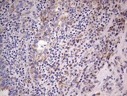 Filensin Antibody (OTI2B2), Novus Biologicals 0.1mL; Unlabeled:Antibodies,