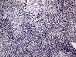 Filensin Antibody (OTI2B2), Novus Biologicals 0.1mL; Unlabeled:Antibodies,