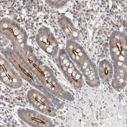 FIP1/RCP Antibody, Novus Biologicals 0.1mL; Unlabeled:Antibodies, Polyclonal