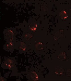 FKBP12 Antibody - BSA Free, Novus Biologicals:Antibodies:Primary Antibodies