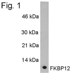 FKBP12 Antibody, Novus Biologicals 100 uL; Unconjugated:Antibodies, Polyclonal