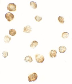 FKBP12 Antibody - BSA Free, Novus Biologicals:Antibodies:Primary Antibodies