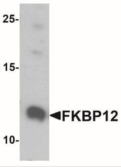 FKBP12 Antibody - BSA Free, Novus Biologicals:Antibodies:Primary Antibodies