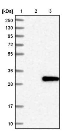 FKBP14 Antibody, Novus Biologicals:Antibodies:Primary Antibodies